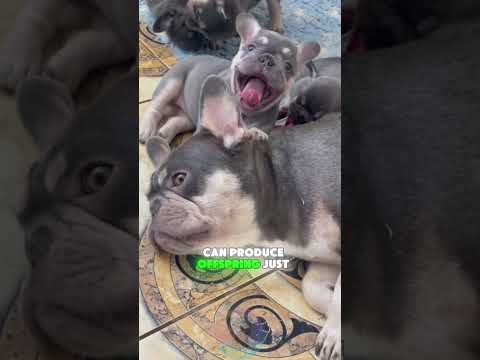 Why Do French Bulldogs Cost So Much shorts dog pets doglove… サムネイル