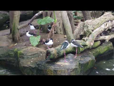 セイタカクロエリシギ　那須どうぶつ王国　2026年1月12日 サムネイル