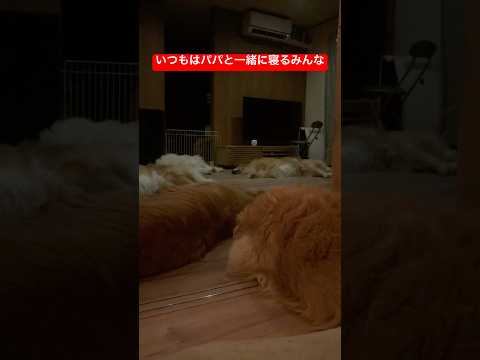 夏になるとパパよりエアコンを選ぶ犬たち