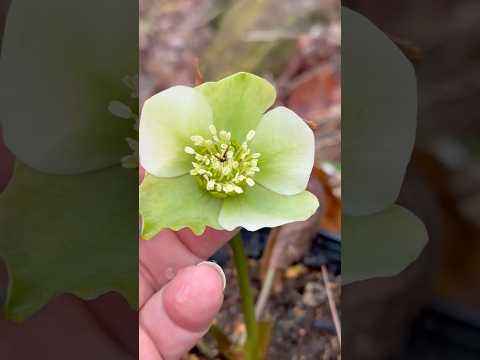 shorts クリスマスローズが咲きました〜　2026年3月27日　那須 サムネイル