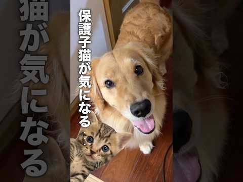 保護した子猫が気になって仕方がない犬...【ゴールデンレトリバー・ボーダーコリー】shorts サムネイル