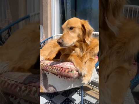 coming home to my golden retriever❤️india retreiver dog pup… サムネイル
