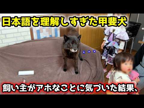 子育て犬が必死にアピール！その意図を永遠に読み取れない飼い主、笑 サムネイル
