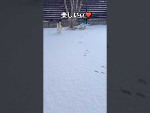 庭駆け回る🐶🎵柴犬 チワワ shorts サムネイル