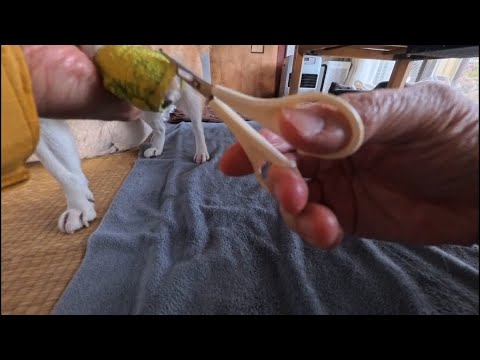 くっつく包帯(粘着包帯)の外し方 サムネイル