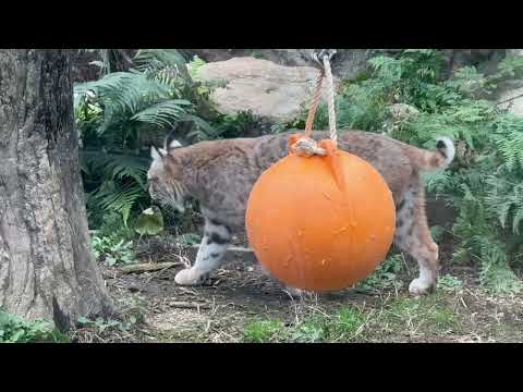 ボブキャットのソラちゃん　王子動物園　2025年12月27日 サムネイル