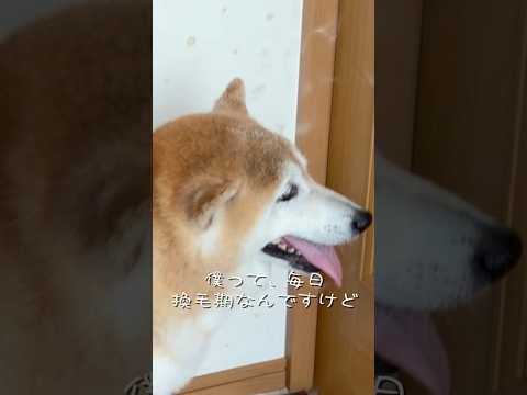 柴犬福 鬼抜け毛をオシャレな小瓶で保管することにした柴犬🤣Shiba-Hair bottle🤩pr 姉と柴 柴犬 ja…