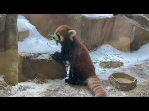 朝のグミちゃんモナカちゃん親子　レッサーパンダ　那須どうぶつ王国にて　2026年1月30日