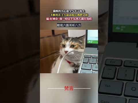 貓咪的小心思全寫在了臉上  貓 意外 有趣 搞笑 萌寵 cat cure amazing funny pets sho… サムネイル