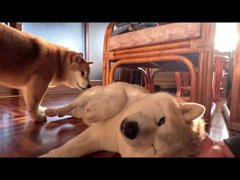 もう9歳なのに甘えん坊過ぎるモフモフ サムネイル