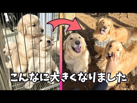 兄弟で感動の再会したら⋯ゴルだらけになった日 サムネイル