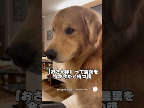 『おさんぽ』待ちの顔、期待が止まらないゴールデン　　ゴールデンレトリバー 大型犬　犬　かわいい犬 面白い サムネイル