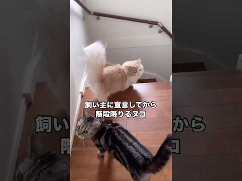 下に行くよ〜って声かけてから階段を下りるヌコ アメショ アメリカンショートヘア マンチカン shorts サムネイル
