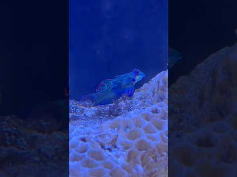 shorts ニシキテグリ　青い世界展　山梨県立富士湧水の里水族館にて　2026年2月21日 サムネイル