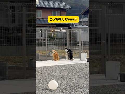 【SCR48（シンクロしーば）】柴犬の真似ばかりするハスキー サムネイル