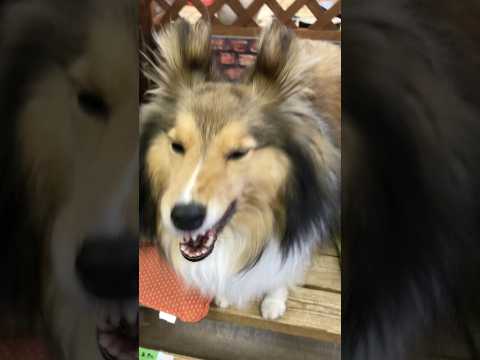 shorts メイプルさん　シェルティ　4年前の　那須どうぶつ王国 サムネイル