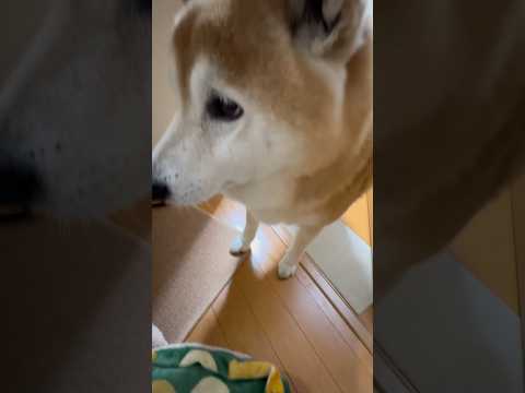 柴犬福 スーツケースにビビっちゃう柴犬🤣Shiba-scared😂shorts funny funnydog 柴犬 d…