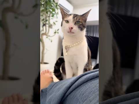 飼い主を傷つけまいと決心しフレーメンを我慢してそうな保護猫 保護猫 フレーメン反応 我慢 保護猫と暮らす サムネイル