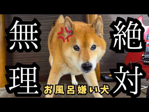 【大激闘】お風呂を爆裂拒否する柴犬