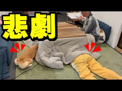 コタツで女子会中に柴犬と娘が避難する事態に！大騒ぎになりました サムネイル