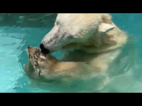 バフィンさん ありがとうございました😭🙏🌈　浜松市動物園にて サムネイル
