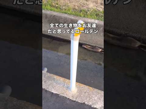 生物は皆お友達を体現するゴールデンレトリバーの社交性気質が高すぎる ゴールデンレトリバー 大型犬 お散歩 shorts サムネイル