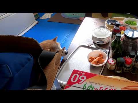 台所の番人モモさんは、相棒の唐揚げつまみ食いを阻止できませんでした