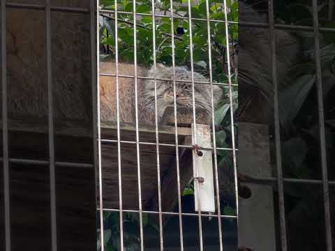 shorts エルくん どんな表情しても可愛い😍　マヌルネコ　東山動植物園にて　2026年3月13日 サムネイル