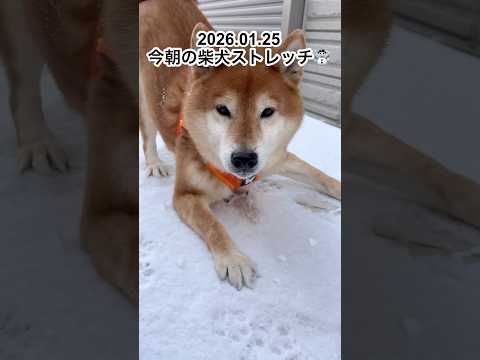 今朝の柴犬ストレッチ dog 柴犬 doggie shibainu stretch yoga ストレッチ routin… サムネイル