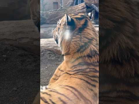 shorts アムールトラ🐯の令くんの虎耳状斑　那須どうぶつ王国　2025年12月31日 サムネイル