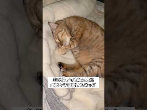 眠りが深すぎて飼い主の帰宅に気づくまでかなりの時間を要する猫 猫 麦わら猫 寝起き shorts サムネイル
