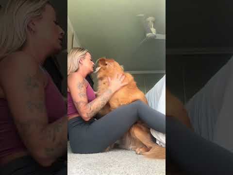 coming home to my golden retriever🥵 goldenretreiver dog ind…