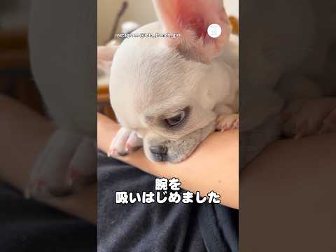 甘えが止まらない。腕を吸う子犬　子犬　フレンチブルドッグ  犬　いぬ　かわいい犬 サムネイル