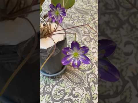 shorts 雪割草が綺麗です♪