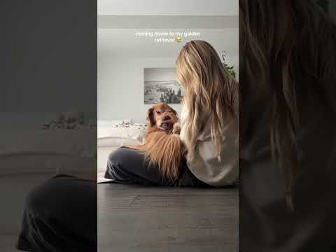 coming home to my golden retriever🥵goldenretreivers dog pup…