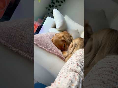 coming home to my golden retriever🥵 goldenretreiver dog ind… サムネイル