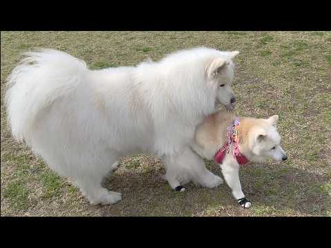 サモエド会のボスに気に入られる柴犬＆姉を守ろうとする優しい妹サモエド サムネイル