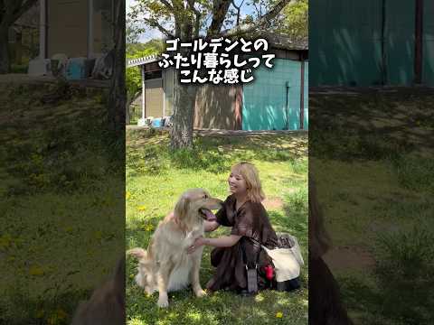 パピーの頃はお留守番中にイタズラされたりで気が気じゃなかったけど、今はずっと寝ててくれてます😴ゴールデンレトリバー 犬…