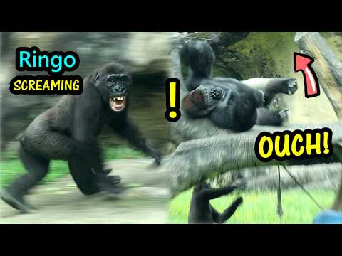 Mischievous Jabali keeps messing w/D'jeeco,5Y old Ringo Scr… サムネイル