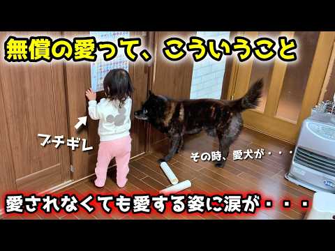 【賢く優しい甲斐犬】赤ちゃんへの愛の深さが高度すぎて感動しました サムネイル