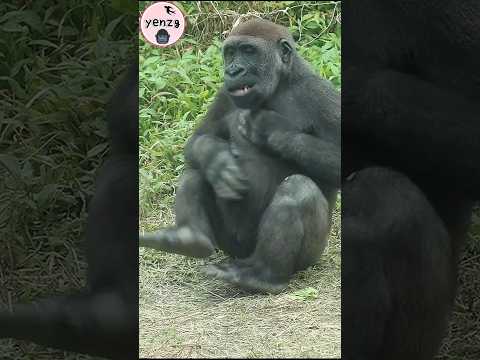 Jabali : this carrot's so yummy😋 gorilla gorillatag taipeiz… サムネイル