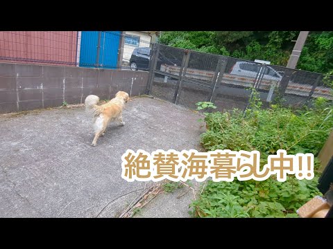 絶賛海暮らし中。ゴールデンレトリバーティト サムネイル