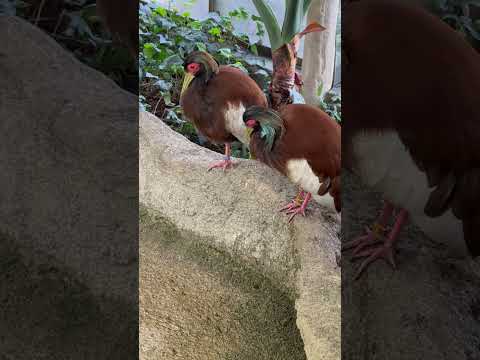 shorts 並んでました〜　マダガスカルトキ　那須どうぶつ王国にて　2026年3月27日 サムネイル