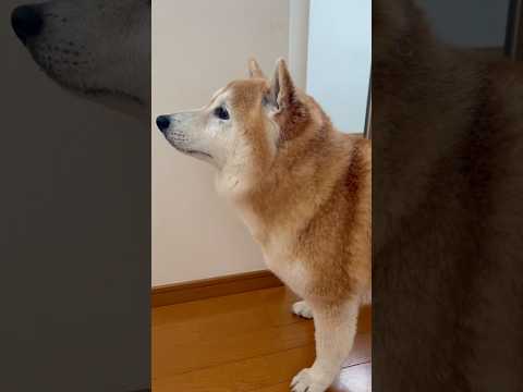 柴犬福 ドライヤーを察知して逃亡する換毛期柴犬🤣After shower🤣shorts japanesedog 柴犬… サムネイル