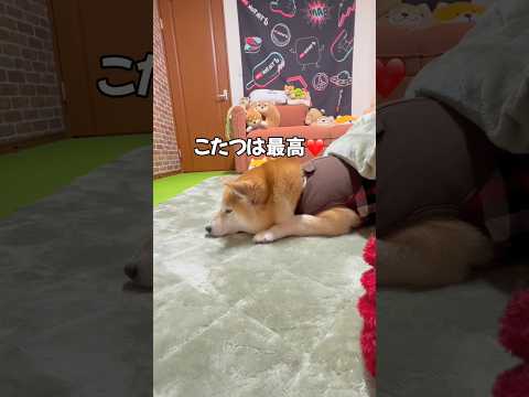 こたつ入りに来ると付いてくる相棒😂柴犬 shibainu shorts サムネイル