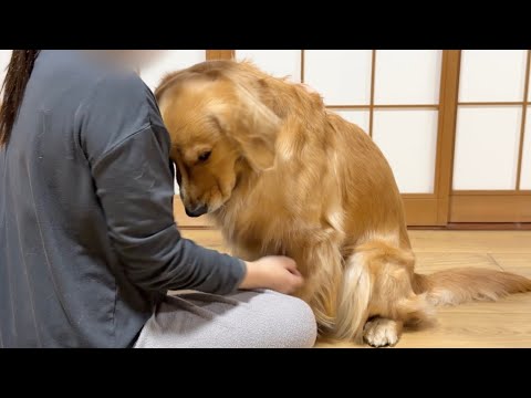 怒られて反省したフリをしている犬がコチラです...w【ゴールデンレトリバー・ボーダーコリー】 サムネイル