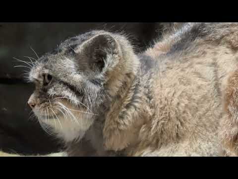 ニヤリっとプリームラちゃん🤭　マヌルネコ　上野動物園にて　2026年2月6日 サムネイル