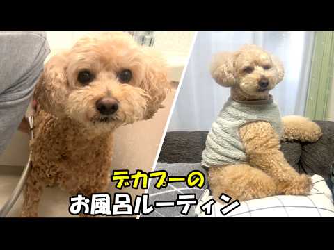 人間みたいな大きいトイプードルのおうちシャンプーに密着してみた【デカプー】【トイプードルのロアくん】【toy pood… サムネイル