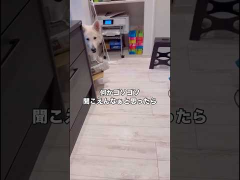 キッチンから不審な音が聞こえ向かってみたらまさか⋯ シェパード 野菜泥棒 大型犬 shorts サムネイル