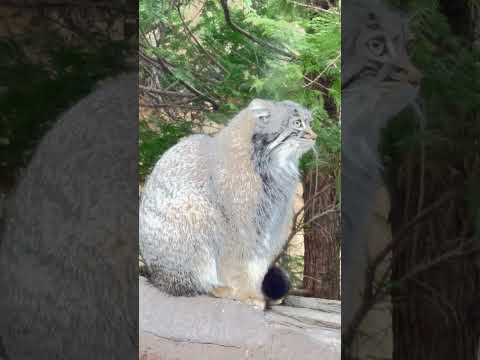 shorts アブちゃんお向かいのミカゲくん(カモシカ)見てる？　マヌルネコ　那須どうぶつ王国にて　2026年3月29日